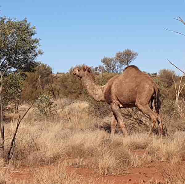 Camels