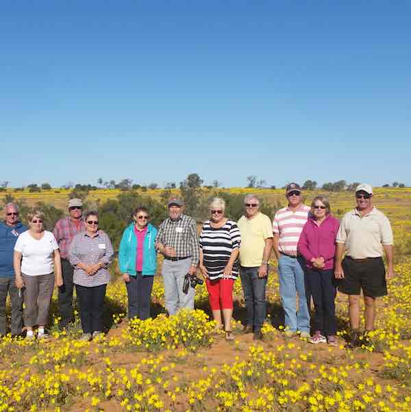 annual yellowtops