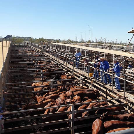 stock sale yard